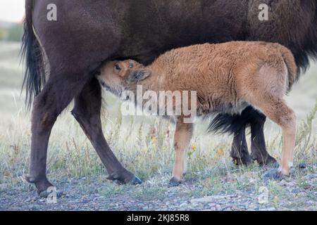 Prärie-Bison-Kalb, das Muttermilch im Waterton Lakes National Park, Kanada (Bison Bison) trinkt Stockfoto