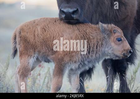 Prärie-Bison-Kalb unter der Nase der Mutter im Waterton Lakes National Park, Kanada (Bison Bison) Stockfoto