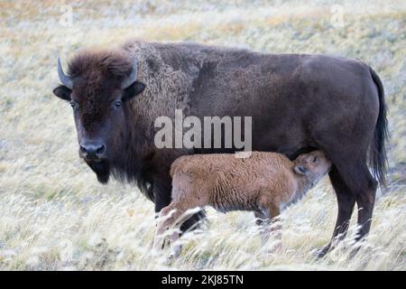 Plains Bisonmutter, die ihr junges Kalb im Waterton Lakes National Park, Kanada, säugt (Bison Bison) Stockfoto