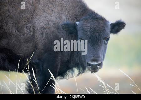 Prärie Bison Kalb aus nächster Nähe in Gräsern, Waterton Lakes National Park, Kanada (Bison Bison) Stockfoto
