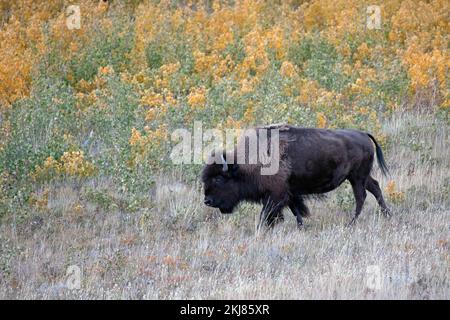 Prärie-Bisons im Waterton Lakes National Park, Kanada (Bison Bison) Stockfoto