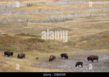 Herde von Prärie-Bisons, die im rauen Präriegrasland des Waterton Lakes National Park, Kanada, weiden. Verbrannter Lebensraum, der sich nach einem Waldbrand regeneriert. Stockfoto