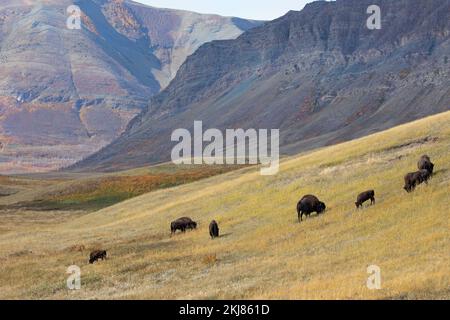Herde von Prärie-Bisons, die auf rauem Schwingelgrasland in den Ausläufern der Rocky Mountains im Waterton Lakes National Park, Kanada weiden (Bison Bison) Stockfoto