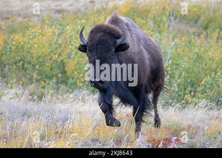Prärie-Bisonkuh, die durch Gräser im Waterton Lakes National Park, Kanada läuft (Bison Bison) Stockfoto