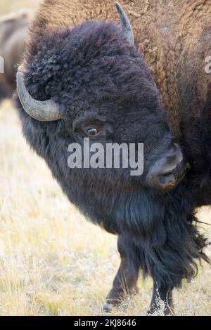 Prärie-Bison-Stier-Pflege im Waterton Lakes National Park, Kanada (Bison Bison) Stockfoto