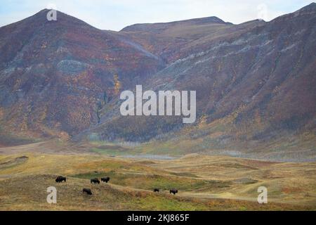 Herde von Prärie-Bisons, die auf rauem Schwingelgrasland in den Ausläufern der Rocky Mountains im Waterton Lakes National Park, Kanada weiden (Bison Bison) Stockfoto