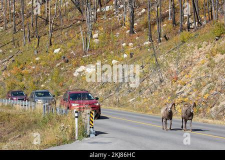 Dickhornschafe, die eine Straße überqueren, haben im Waterton Lakes National Park, Alberta, Kanada, einen rechten Weg über den wartenden Verkehr. Ovis canadensis. Stockfoto