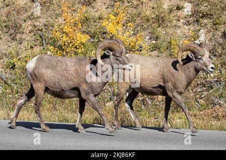 Zwei wilde Dickhornschafe am Straßenrand im Waterton Lakes National Park, Alberta, Kanada. Ovis canadensis. Stockfoto