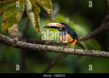 In Panama aufgenommenes Bild von Halsarakari (Pteroglossus torquatus) Stockfoto