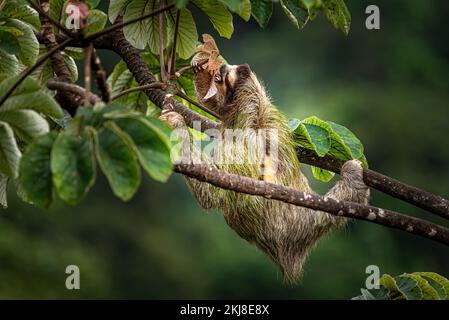 3 Zehen braunes Halsfaultier, das Blätter an einem Baum isst Stockfoto