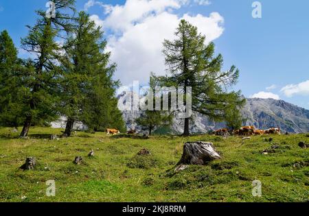 Kühe, die an einem sonnigen Sommertag im Alpental am Fuße des Dachsteingebirges in der Region Schladming-Dachstein der Osterreichischen Alpen weiden Stockfoto