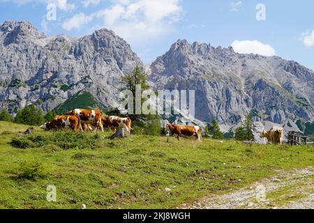 Kühe, die an einem sonnigen Sommertag im Alpental am Fuße des Dachsteingebirges in der Region Schladming-Dachstein der Osterreichischen Alpen weiden Stockfoto