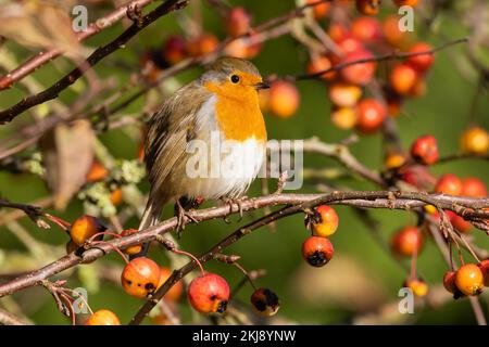 Robin hockte in einem Krabbenbaum Stockfoto
