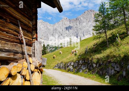 Kühe, die an einem sonnigen Sommertag im Alpental am Fuße des Dachsteingebirges in der Region Schladming-Dachstein der Osterreichischen Alpen weiden Stockfoto