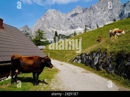 Kühe, die an einem sonnigen Sommertag im Alpental am Fuße des Dachsteingebirges in der Region Schladming-Dachstein der Osterreichischen Alpen weiden Stockfoto