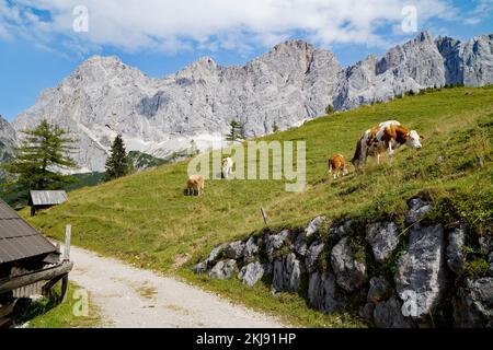 Kühe, die an einem sonnigen Sommertag im Alpental am Fuße des Dachsteingebirges in der Region Schladming-Dachstein der Osterreichischen Alpen weiden Stockfoto