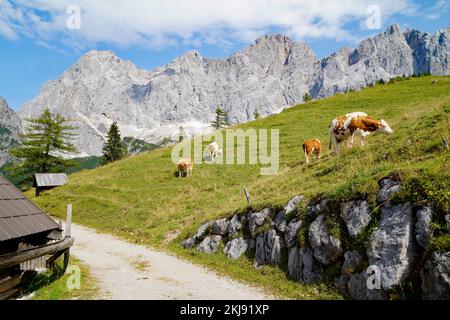 Kühe, die an einem sonnigen Sommertag im Alpental am Fuße des Dachsteingebirges in der Region Schladming-Dachstein der Osterreichischen Alpen weiden Stockfoto
