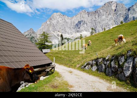 Kühe, die an einem sonnigen Sommertag im Alpental am Fuße des Dachsteingebirges in der Region Schladming-Dachstein der Osterreichischen Alpen weiden Stockfoto