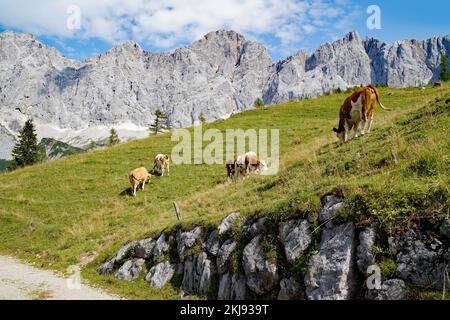 Kühe, die an einem sonnigen Sommertag im Alpental am Fuße des Dachsteingebirges in der Region Schladming-Dachstein der Osterreichischen Alpen weiden Stockfoto