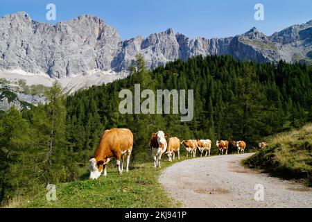 Kühe, die an einem sonnigen Sommertag im Alpental am Fuße des Dachsteingebirges in der Region Schladming-Dachstein der Osterreichischen Alpen weiden Stockfoto