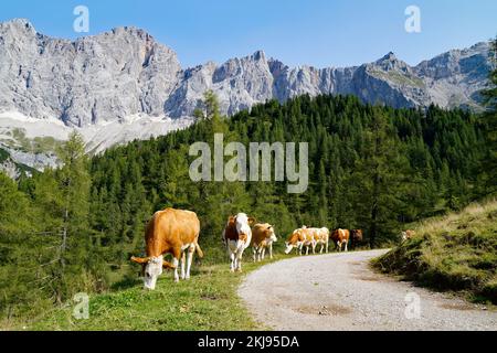Kühe, die an einem sonnigen Sommertag im Alpental am Fuße des Dachsteingebirges in der Region Schladming-Dachstein der Osterreichischen Alpen weiden Stockfoto