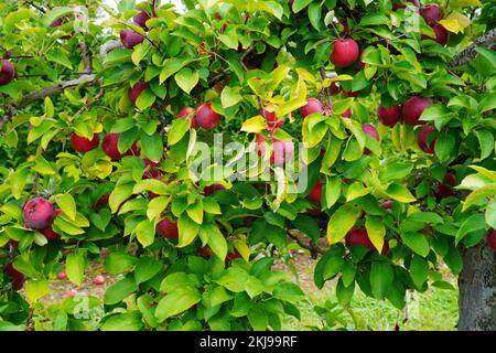 Frische Äpfel auf Bäumen in einem Apple Orchard Stockfoto
