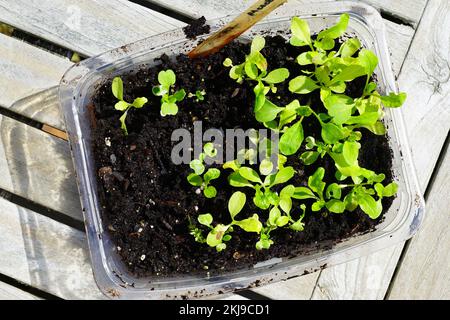 Winter Aussaat von Samen in Salatbehältern aus Kunststoff Stockfoto