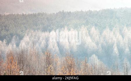 Frost and Ice on Pine Trees Fair Oak Valley im Spätherbst Frühwetter auf Cannock Chase AONB (Gebiet von herausragender natürlicher Schönheit) in Staffordshire Stockfoto