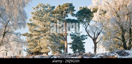 Starker Frost klammert sich im Frühwinter auf Cannock Chase AONB (Gebiet von außergewöhnlicher natürlicher Schönheit) in Staffordshire, England, Großbritannien, an Bäumen an Stockfoto