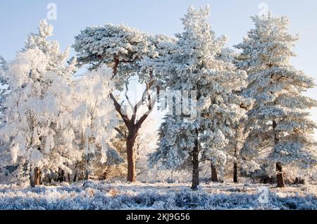 Starker Frost klammert sich im Frühwinter auf Cannock Chase AONB (Gebiet von außergewöhnlicher natürlicher Schönheit) in Staffordshire, England, Großbritannien, an Bäumen an Stockfoto