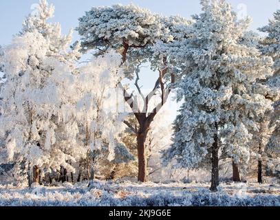 Starker Frost klammert sich im Frühwinter auf Cannock Chase AONB (Gebiet von außergewöhnlicher natürlicher Schönheit) in Staffordshire, England, Großbritannien, an Bäumen an Stockfoto