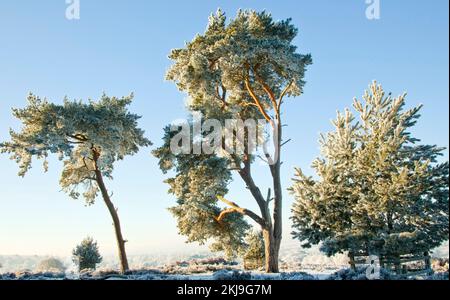 Starker Frost klammert sich im Frühwinter auf Cannock Chase AONB (Gebiet von außergewöhnlicher natürlicher Schönheit) in Staffordshire, England, Großbritannien, an Bäumen an Stockfoto