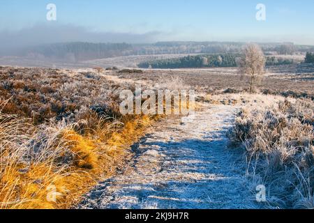 Starker Frost mit Nebel und Nebel im Winter Cannock Chase Country Park AONB (Gebiet von außergewöhnlicher natürlicher Schönheit) in Staffordshire, England, UK Stockfoto