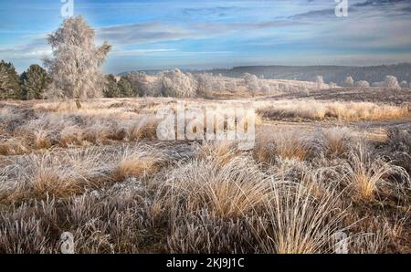 Winterfrostbäume und Gräser Ansons Bank auf Cannock Chase Gebiet von außergewöhnlicher natürlicher Schönheit in Spring Staffordshire Stockfoto