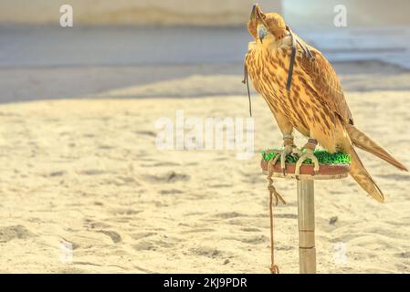 Nahaufnahme des Falken mit Kapuze am Falcon Souk in der Nähe des Souk Waqif im Stadtzentrum von Doha. Die Falknerei ist ein Hobby, das in Katar, dem Nahen Osten und Arabien sehr beliebt ist Stockfoto
