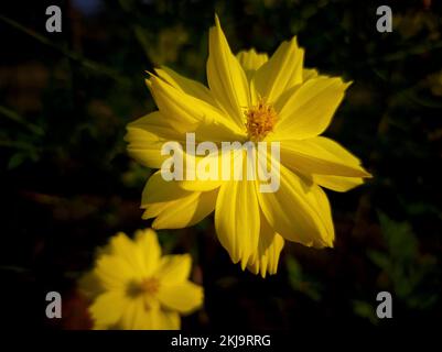 Eine Nahaufnahme gelber schwefelhaltiger Kenikir-Blumen, die draußen wachsen Stockfoto