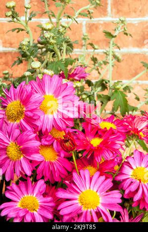 Nahaufnahme einer Gruppe von DEP rosa Spray Chrysanthemum / Dendranthema, das im Herbst blüht Stockfoto