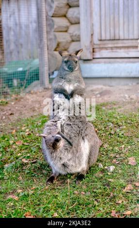 Känguru mit einem Baby in ihrer Tasche im Park auf dem Gras. Vertikale Fotografie Stockfoto