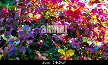 Herbstfarben Hintergrund. Farbenfroher Hintergrund. Bunte Farben auf Pflanzen in der Herbstsaison. Schönheit in der Natur: Tapete. Stockfoto