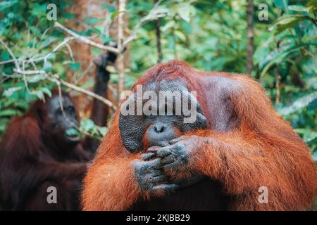 Porträt von Bornean Orang-Utan oder Pongo Pygmaeus Stockfoto