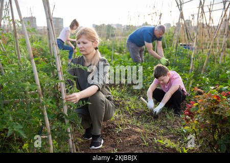 Frau, die Tomatenpflanzen auf Stützen auf Gemüsepflaster fixiert Stockfoto