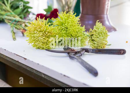 Der Florist bei der Arbeit. Er schneidet Blumen und bereitet ein Arrangement oder einen Strauß mit gelben Blumen zu. Stockfoto