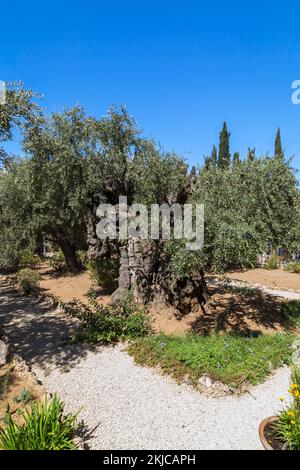 Alte Oliva - Olivenbäume im Garten von Gethsemane auf dem Gelände der Kirche aller Nationen oder der Agoniebirche, Ölberg, Jerusalem. Stockfoto