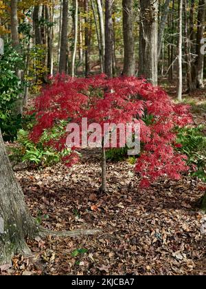 Palmatum Atropurpureum dissectum, (Acer palmatum), Rotspitzenblatt Japanischer Ahorn hinterlässt ein Mitglied der japanischen Ahornfamilie in voller Herbstfarbe. Stockfoto