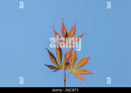Nahaufnahme des Ahornzweigs im Sommer acer palmatum katsura Stockfoto