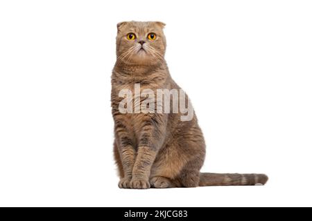 Eine rothaarige schottische Falte mit gelben Augen auf weißem Hintergrund. Isolat einer sitzenden Katze. Stockfoto