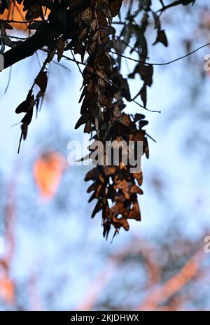 Monarch Butterfly Cluster - Natural Bridge State Park, Santa Cruz Stockfoto