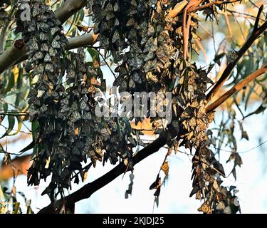 Monarch Butterfly Cluster - Natural Bridge State Park, Santa Cruz Stockfoto