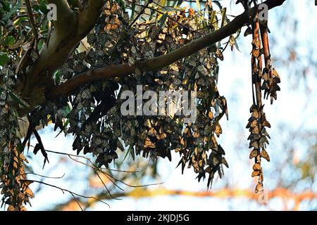 Monarch Butterfly Cluster - Natural Bridge State Park, Santa Cruz Stockfoto