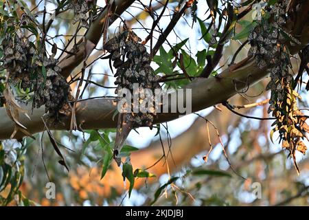 Monarch Butterfly Cluster - Natural Bridge State Park, Santa Cruz Stockfoto